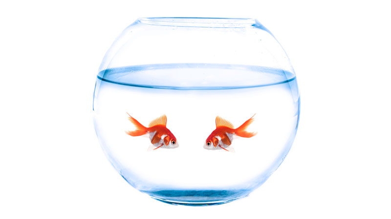 Fishbowl - 55+ Home Buyers and Sellers